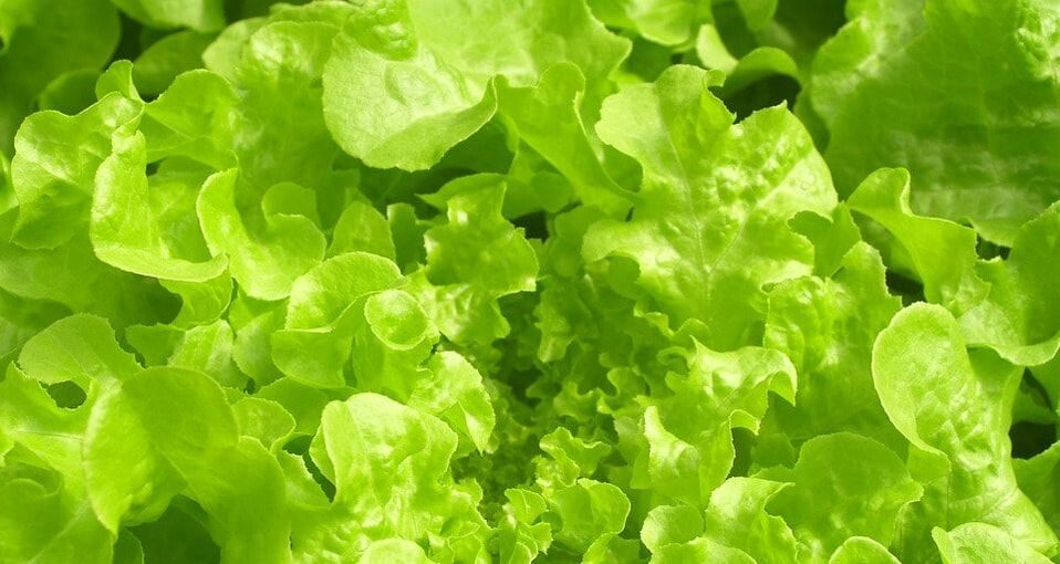 An image of hydroponically-grown lettuce lettuce