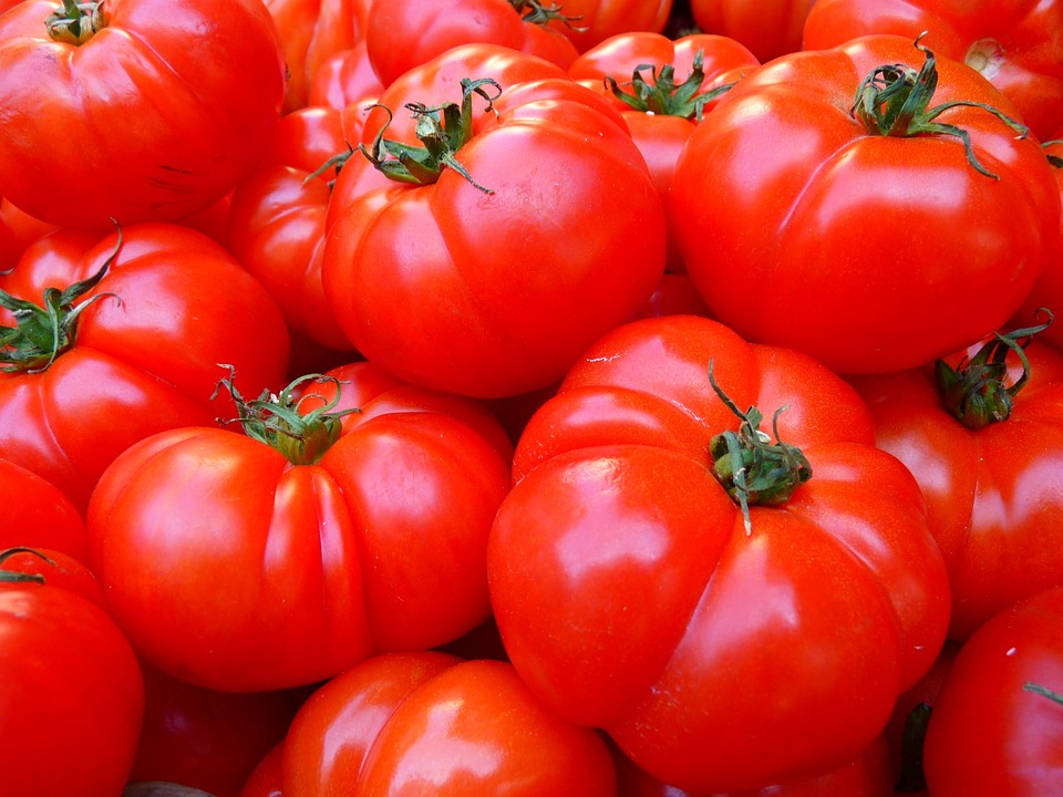 Hydroponically-grown tomatoes